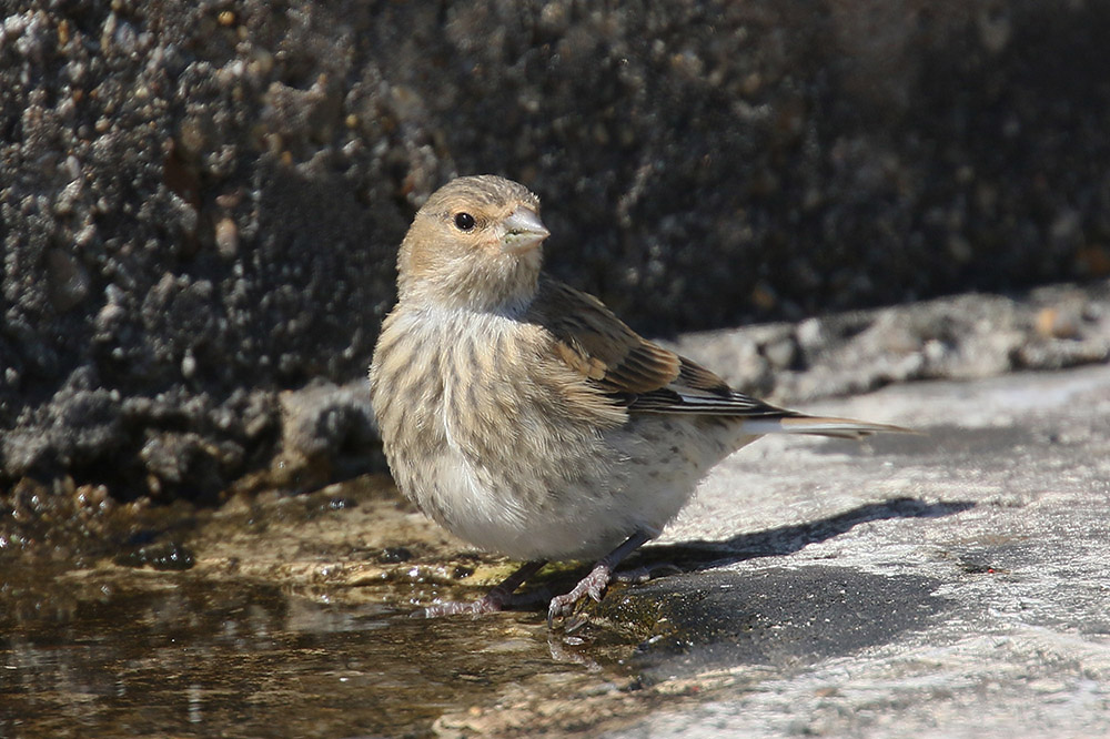 Linnet by Mick Dryden