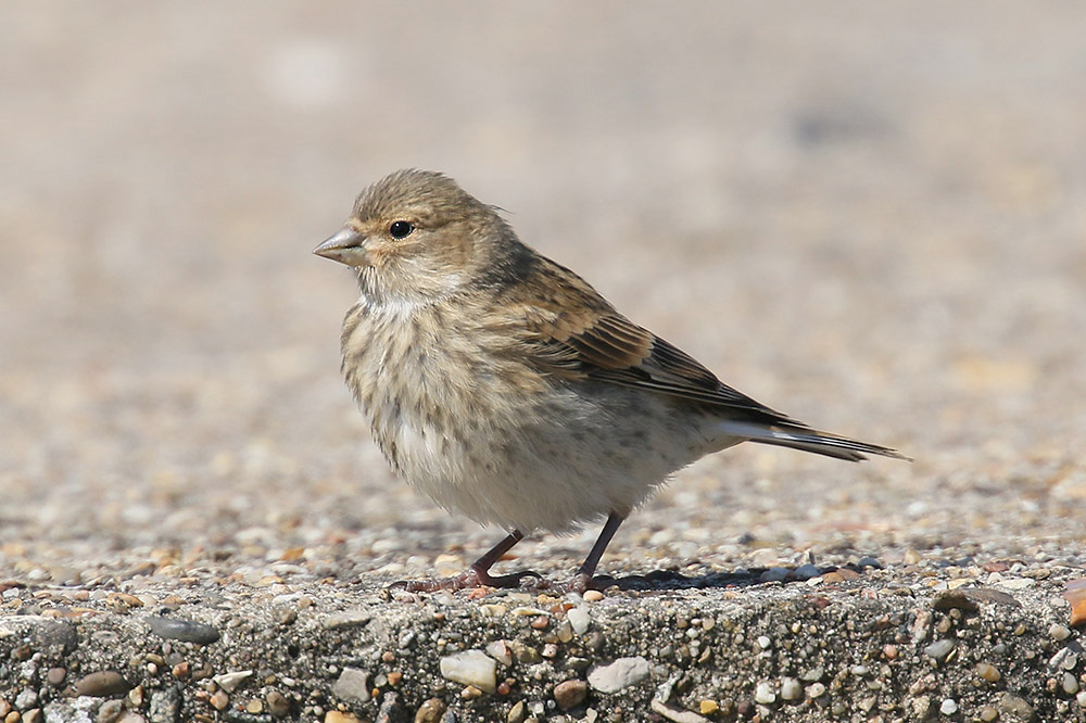 Linnet by Mick Dryden