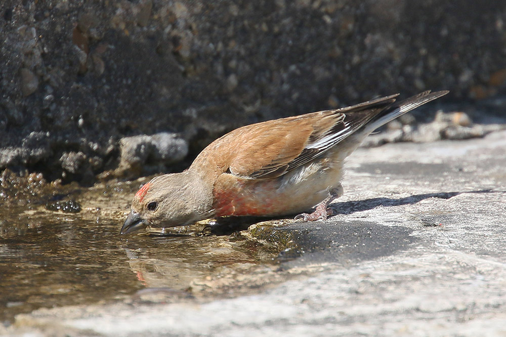 Linnet by Mick Dryden