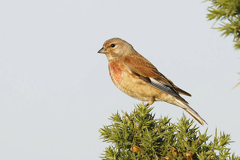 Linnet by Mick Dryden