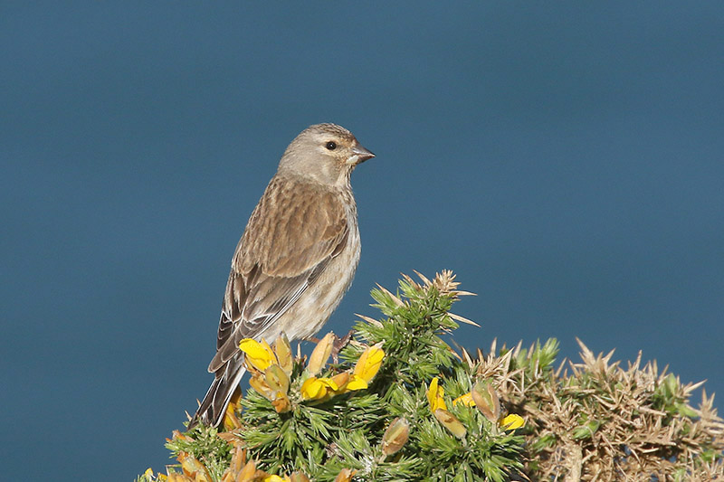 Linnet by Mick Dryden