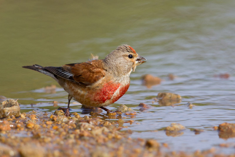 Linnet by Miranda Collett