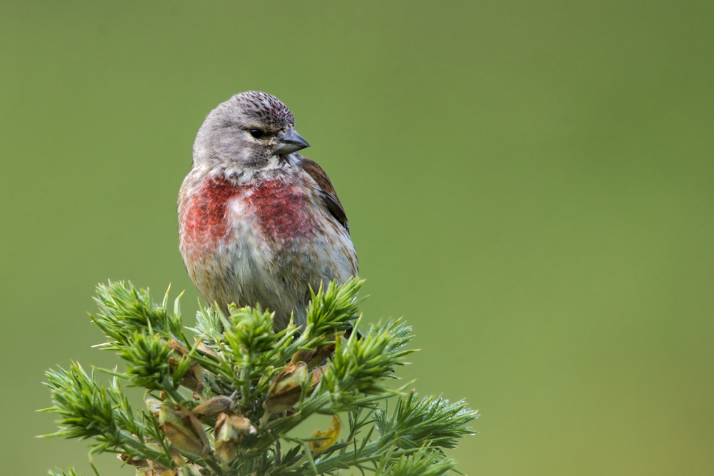 Linnet by Romano da Costa