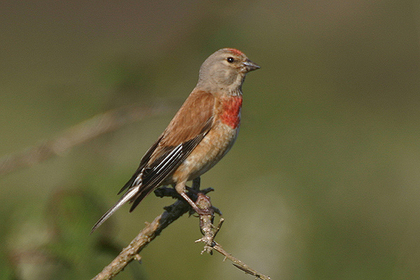 Linnet by Mick Dryden