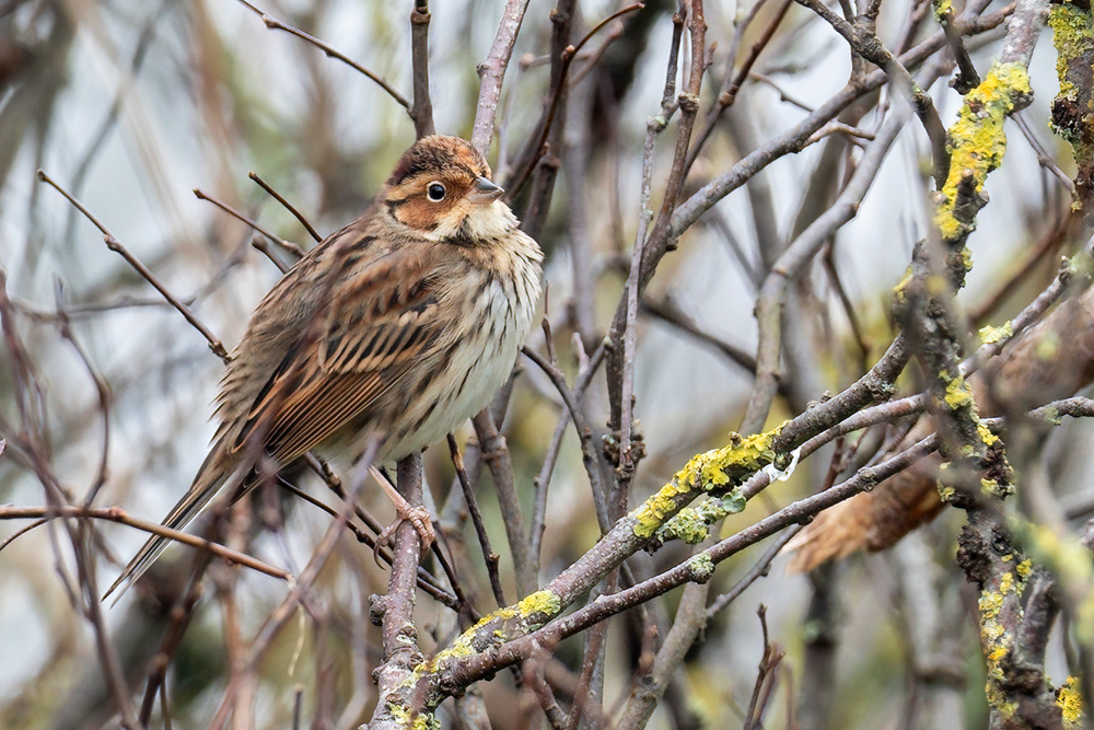 Little Bunting by Romano da Costa