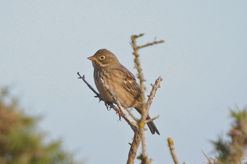 Ortolan Bunting by Romano da Costa