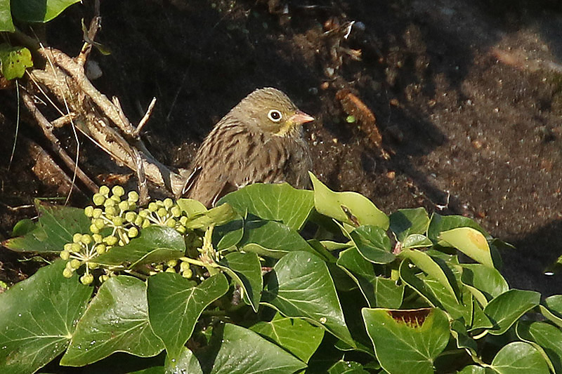 Ortolan Bunting by Mick Dryden