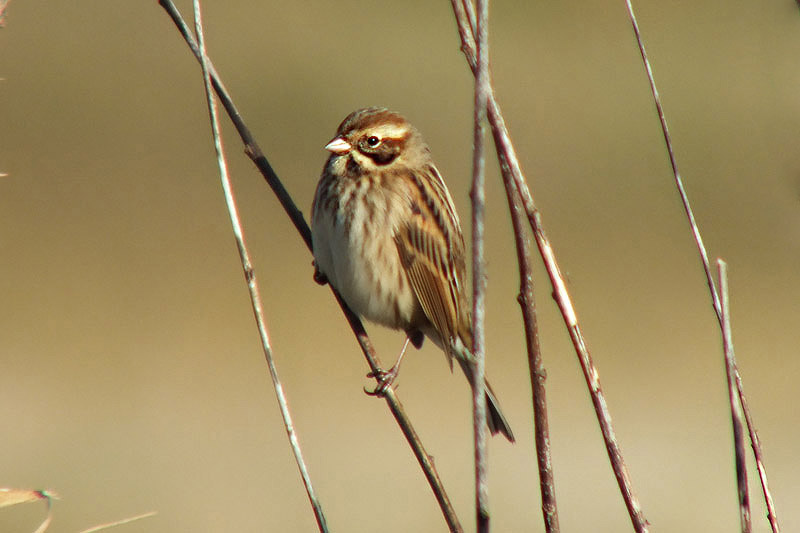 Reed Bunting by Keith Pyman