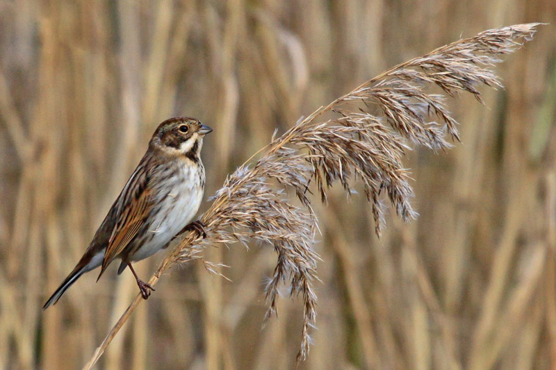Reed Bunting by Tim Ransom