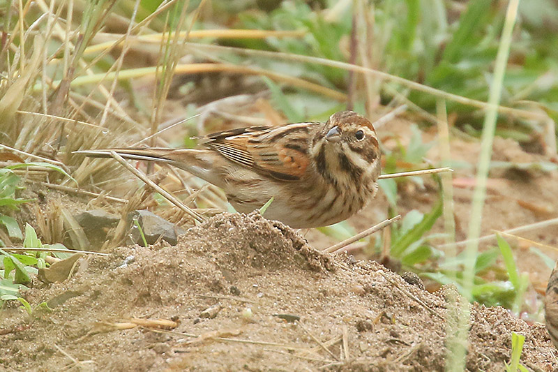 Reed Bunting by Mick Dryden