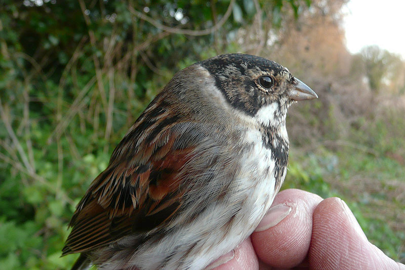 Reed Bunting by David Buxton