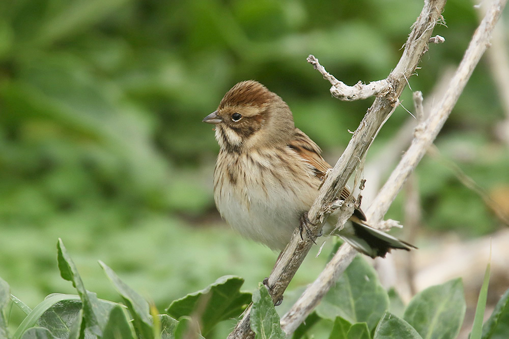 Reed Bunting by Mick Dryden