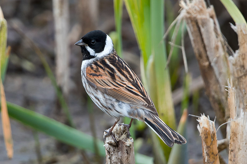 Reed Bunting by Romano da Costa