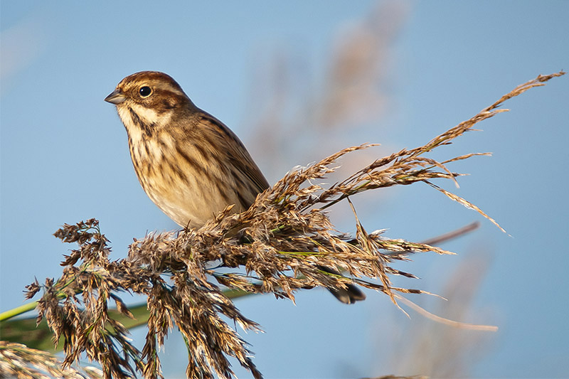 Reed Bunting by Romano da Costa