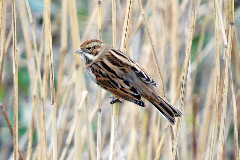 Reed Bunting by Romano da Costa