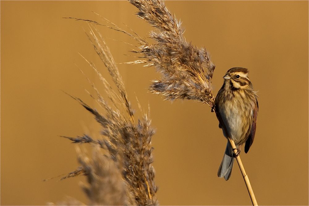 Reed Bunting by Romano da Costa