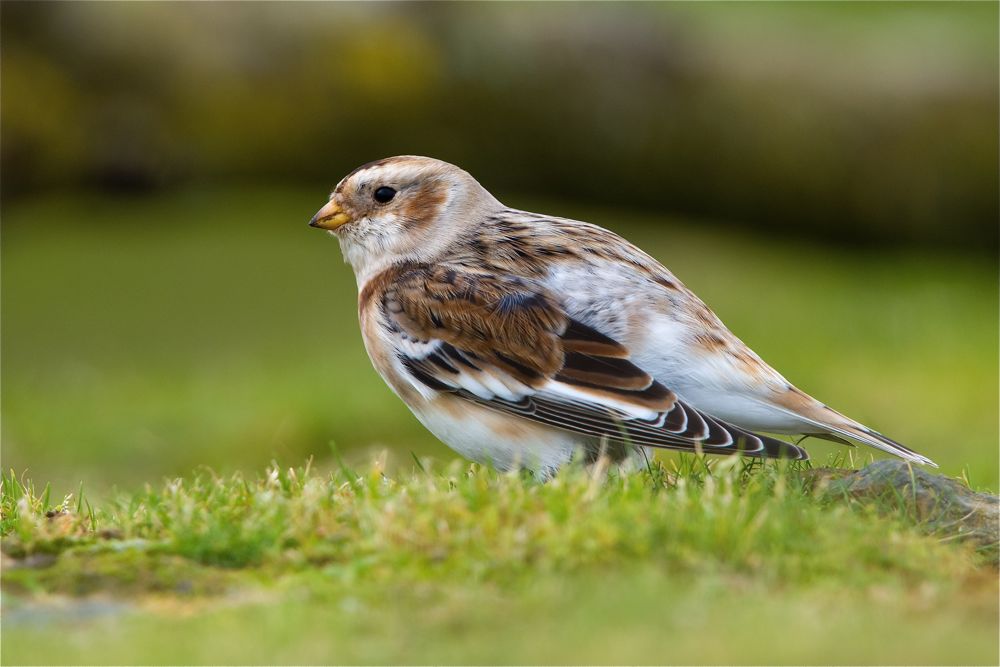 Snow Bunting by Romano da Costa