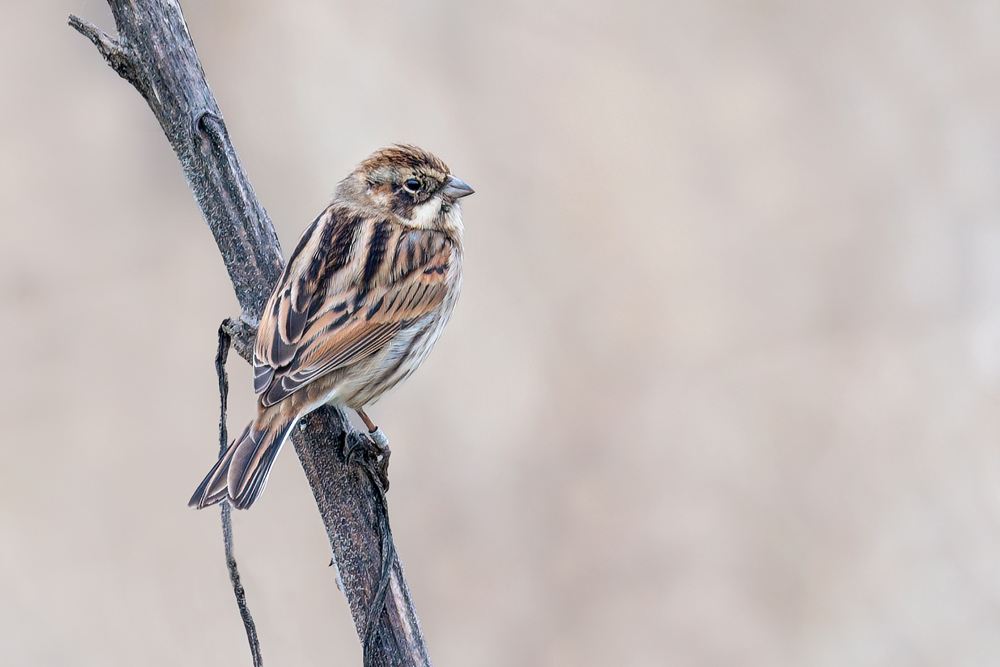 Reed Bunting by Romano da Costa