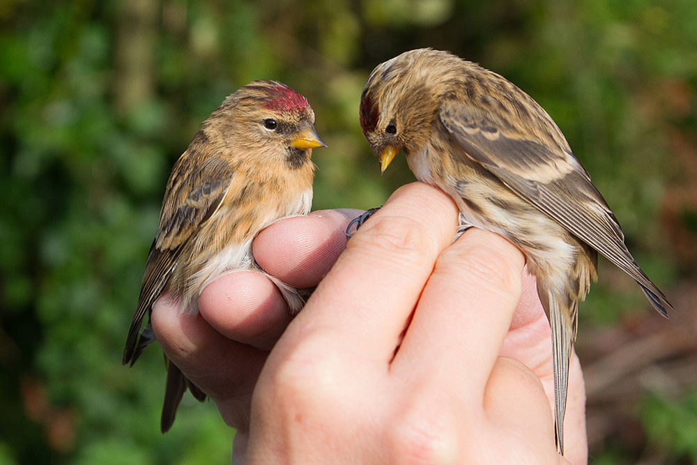 Redpoll by Miranda Collett