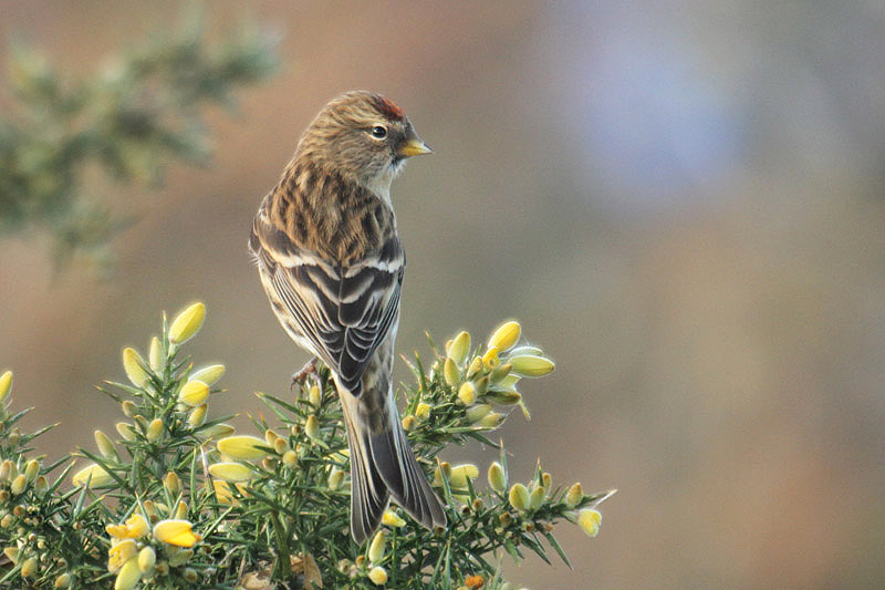 Lesser Redpoll by Mick Dryden