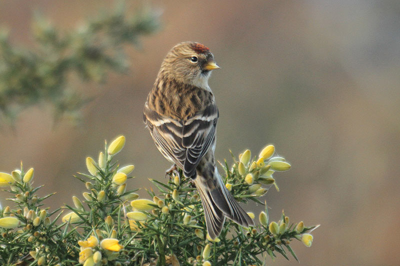 Lesser Redpoll by Mick Dryden