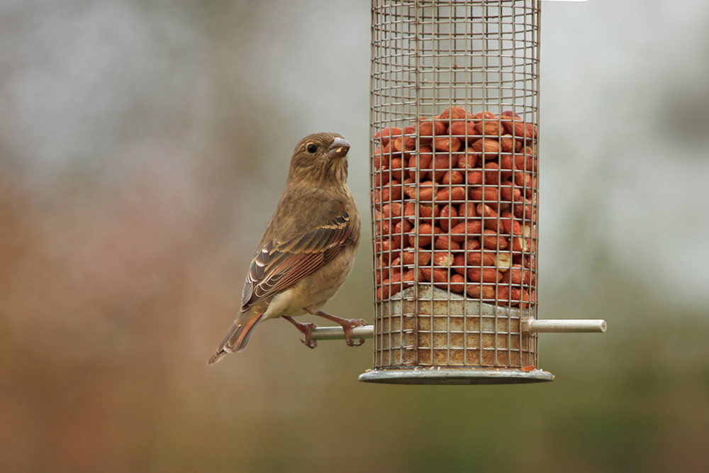 Common Rosefinch by Scott Haynes