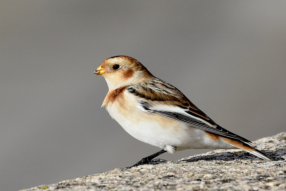 Snow Bunting by Alan Gicquel