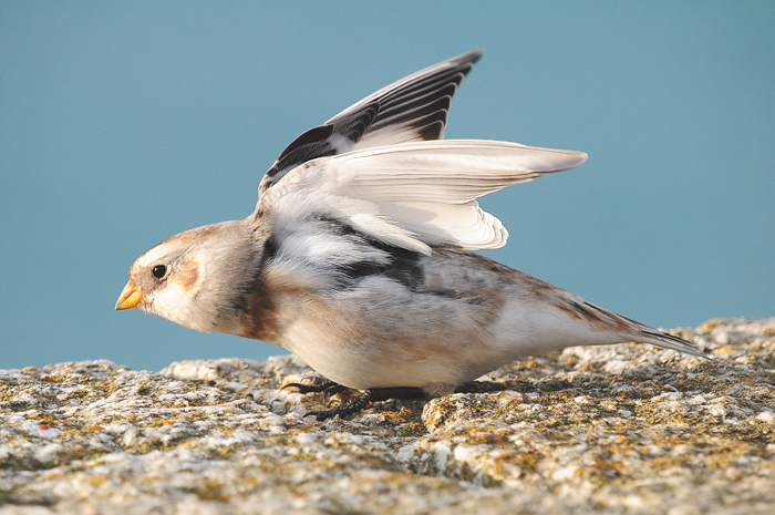 Snow Bunting by Romano da Costa