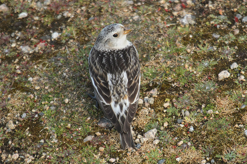 Snow Bunting by Mick Dryden
