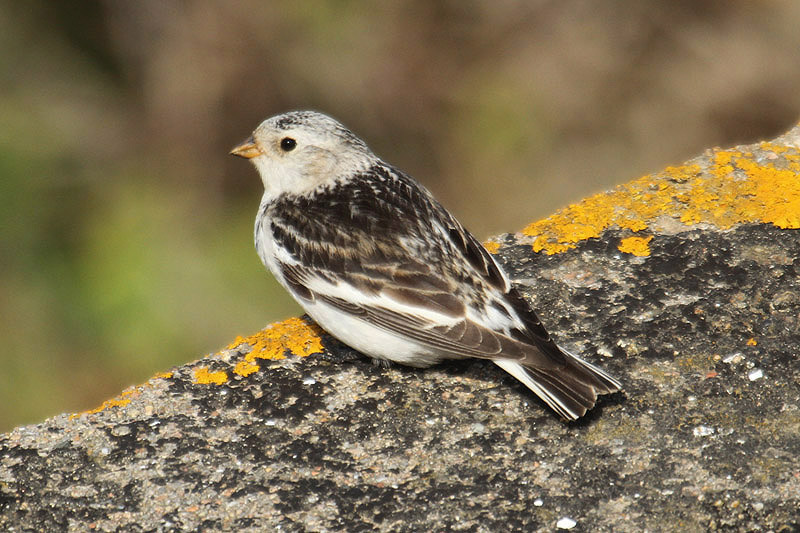 Snow Bunting by Mick Dryden