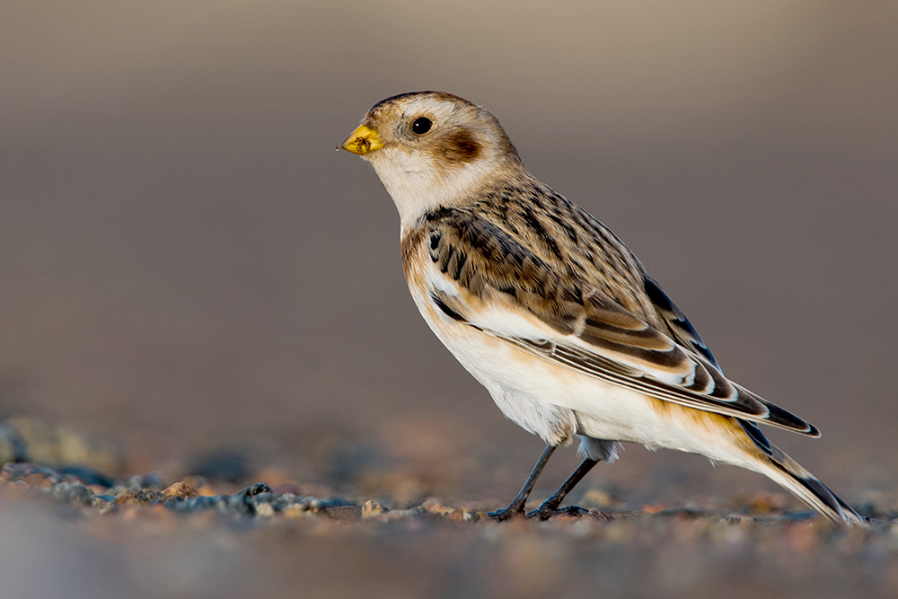 Snow Bunting by Romano da Costa