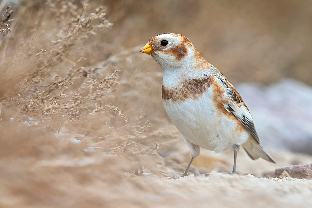 Snow Bunting by Romano da Costa