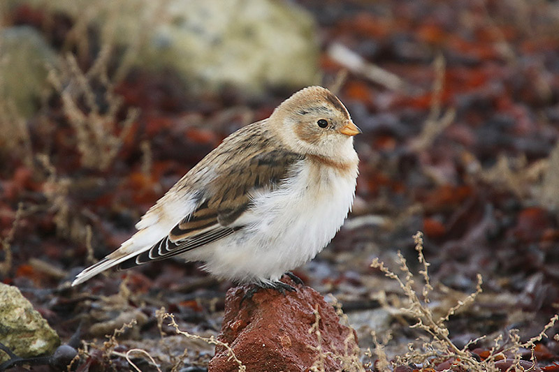 Snow Bunting by Mick Dryden