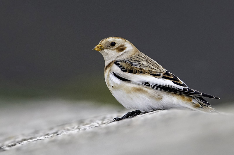 Snow Bunting by Romano da Costa