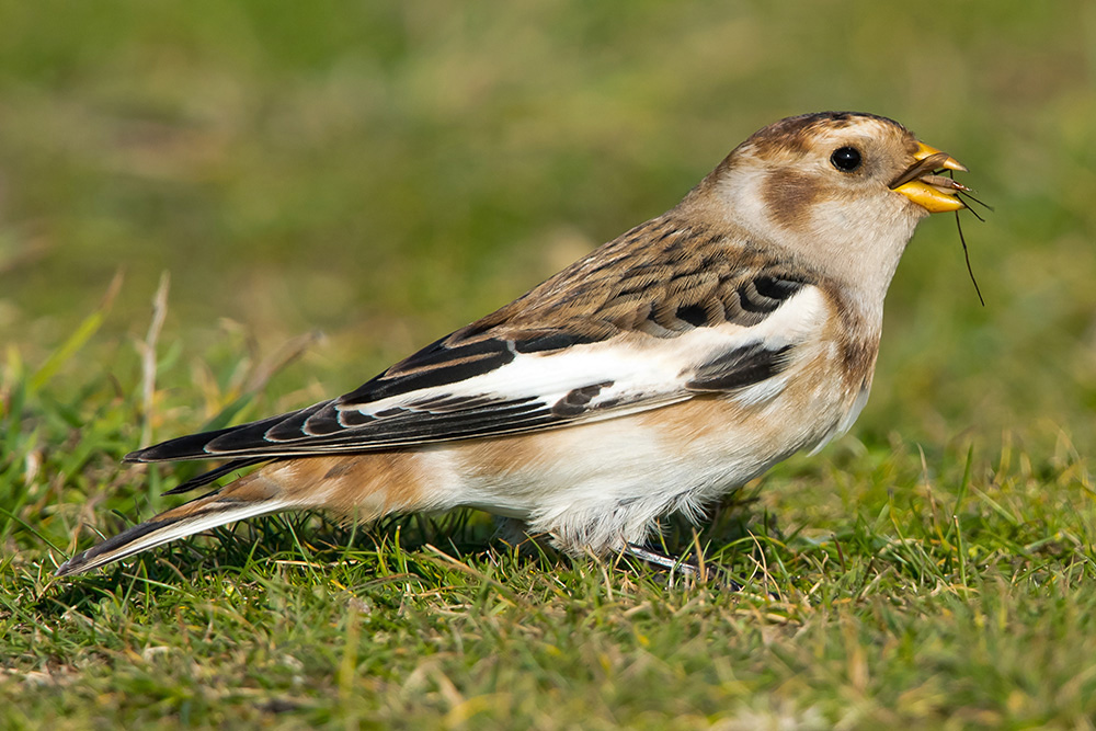 Snow Bunting by Romano da Costa