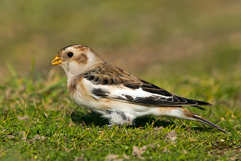 Snow Bunting by Romano da Costa