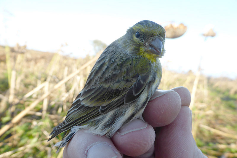 Serin by David Buxton