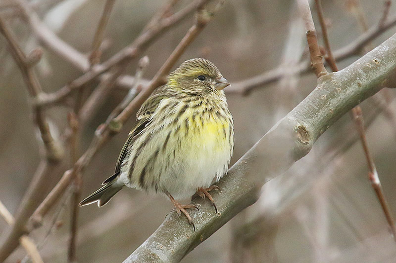 Serin by Mick Dryden