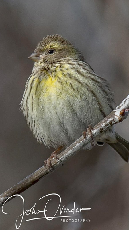 Serin by John Ovenden