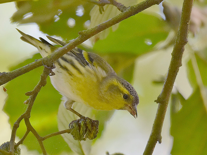 Siskin by Alan Gicquel