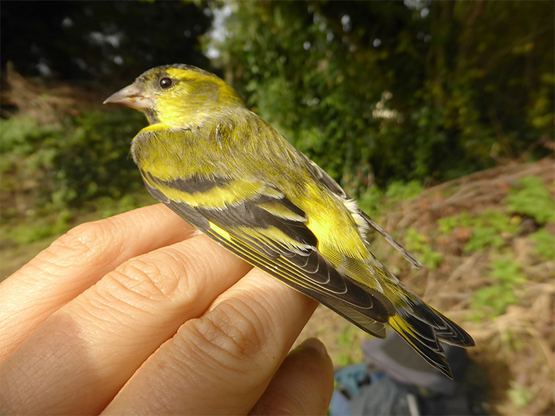 Siskin by David Buxton