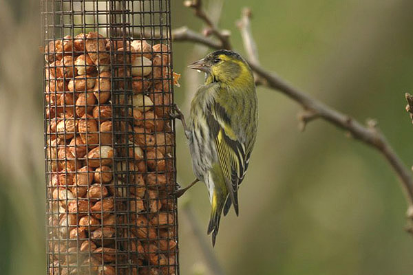 Siskin by Andrew Koester