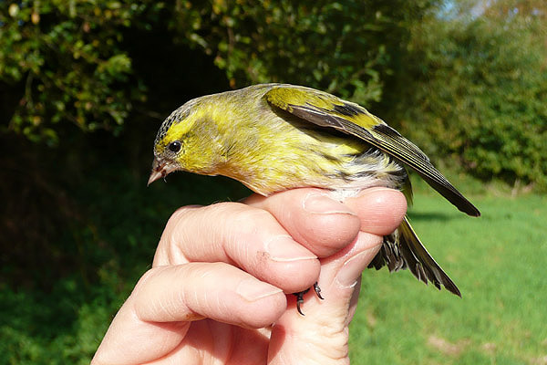 Siskin by David Buxton