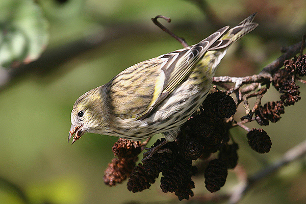 Siskin by Mick Dryden