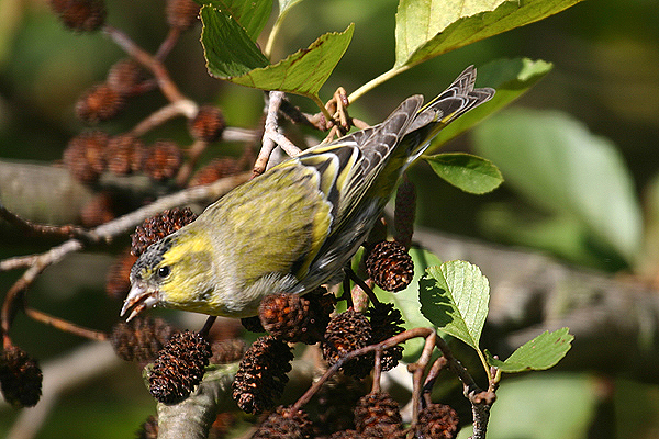 Siskin by Mick Dryden