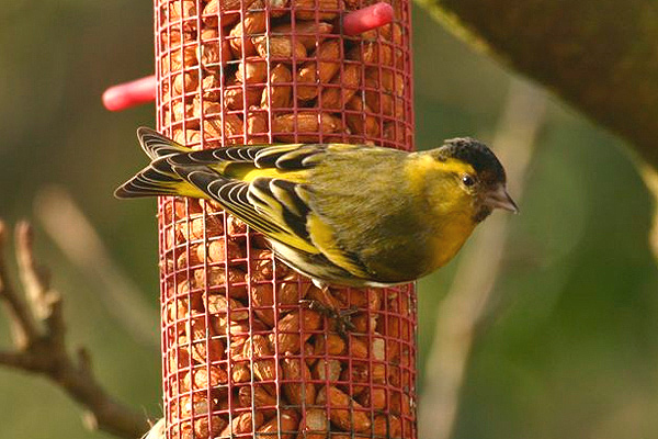 Siskin by Kim Koester