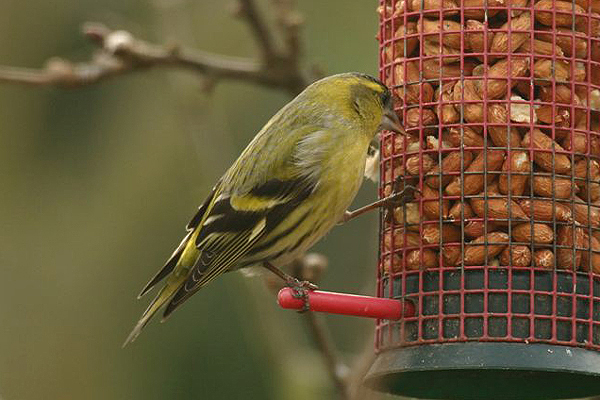 Siskin by Andrew Koester