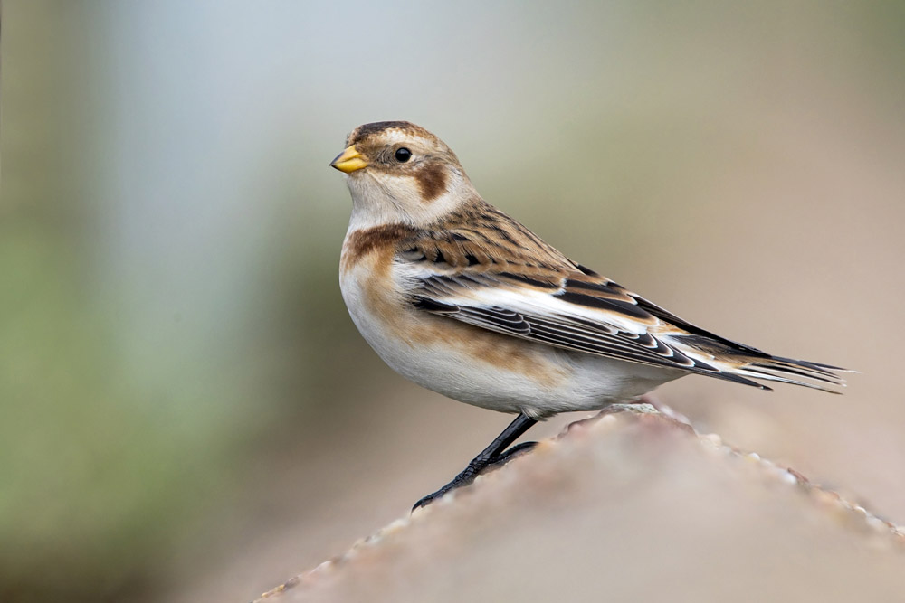 Snow Bunting by Romano da Costa