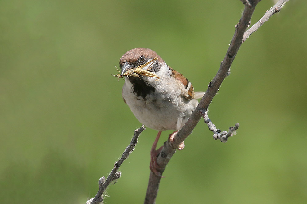 Tree Sparrow by Mick Dryden