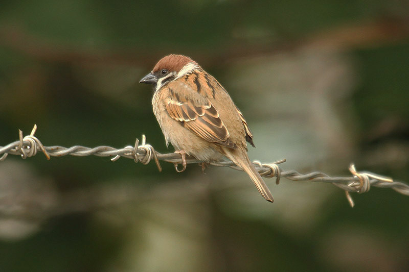 Tree Sparrow by Mick Dryden